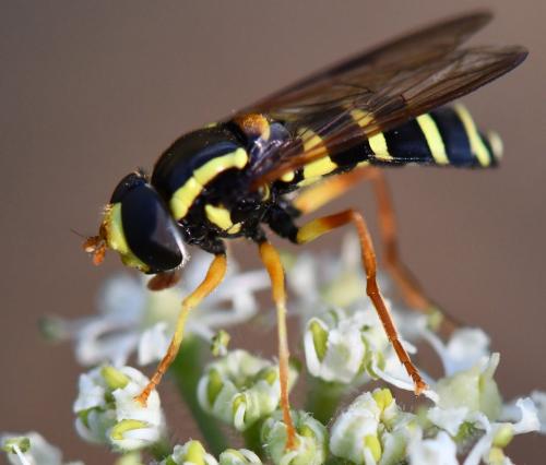 Réf. 267 044 : Philhelius citrofasciatum