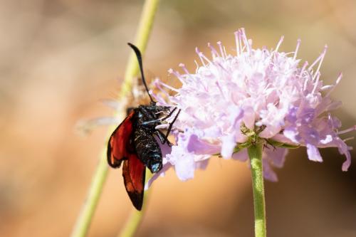 Zygaena transalpina