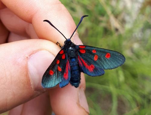 Zygaena filipendulae