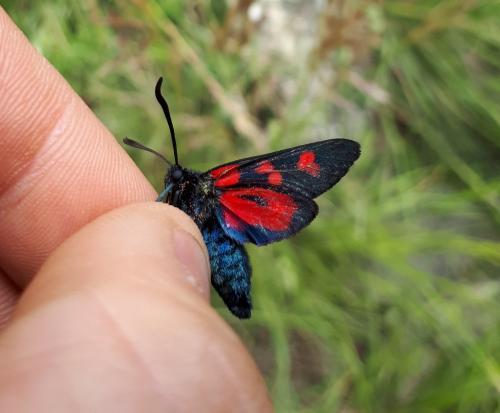 Zygaena filipendulae
