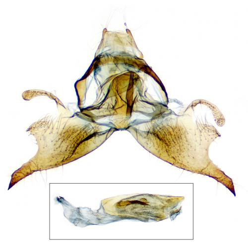 Réf. 267 485 : Wockia asperipunctella