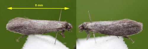 Réf. 267 484 : Wockia asperipunctella