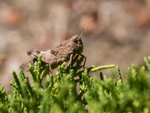Oedipoda sp.