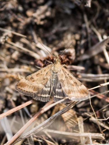 Pyrausta despicata