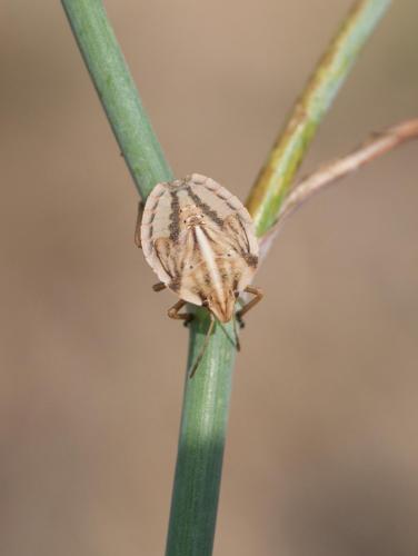 Réf. 267 256 : Graphosoma semipunctatum