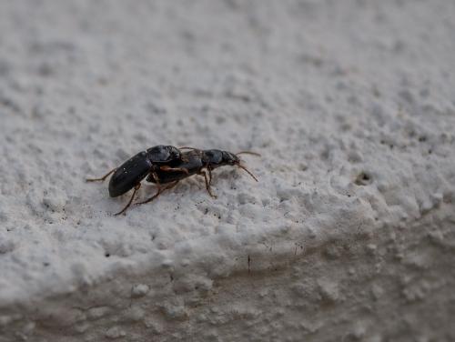 Ophonus subquadratus