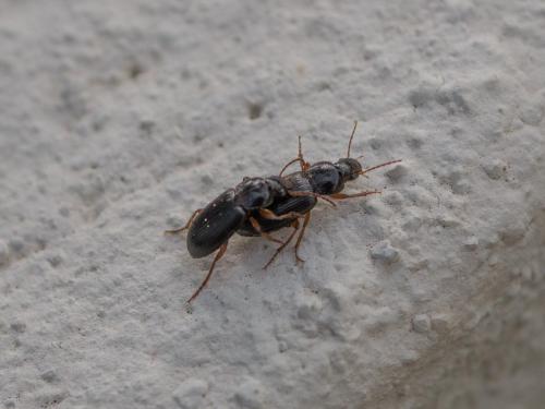 Réf. 267 262 : Ophonus subquadratus