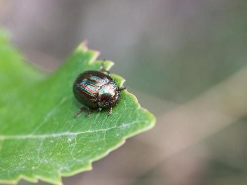 Réf. 267 339 : Chrysolina americana