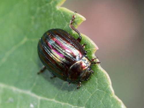 Chrysolina americana