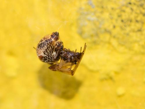 Réf. 267 338 : Parasteatoda sp.