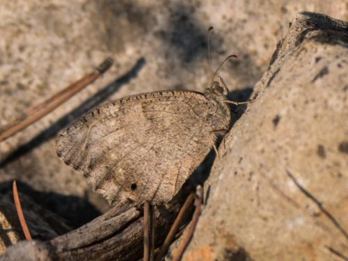 Réf. 267 540 : Hipparchia statilinus