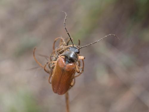 Réf. 267 818 : Cebrio gigas