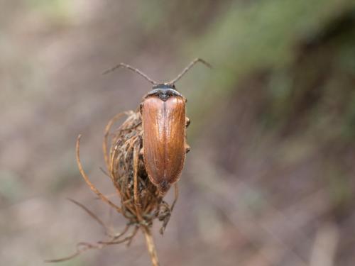 Cebrio gigas