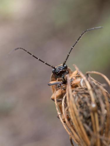 Cebrio gigas