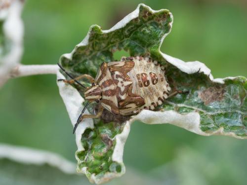 Carpocoris sp.