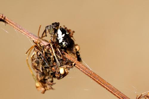 Réf. 267 067 : Cyclosa conica
