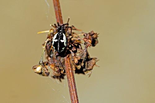 Réf. 267 066 : Cyclosa conica
