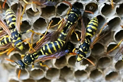Réf. 267 621 : Polistes gallicus