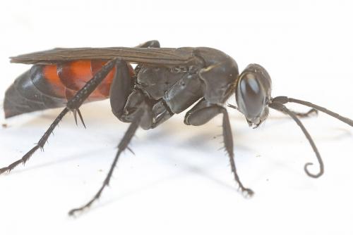 Réf. 267 937 : Anospilus orbitalis