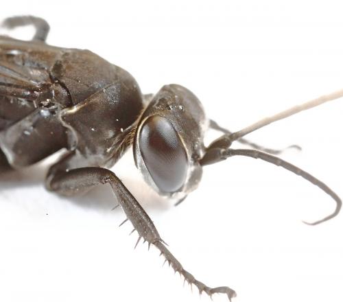 Réf. 267 939 : Anospilus orbitalis