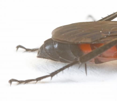 Réf. 267 938 : Anospilus orbitalis