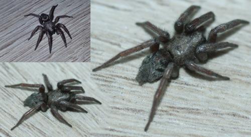 Scotophaeus sp.