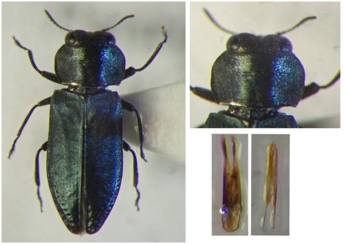 Réf. 267 951 : Anthaxia bedeli