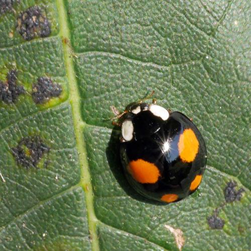 Réf. 267 582 : Harmonia axyridis