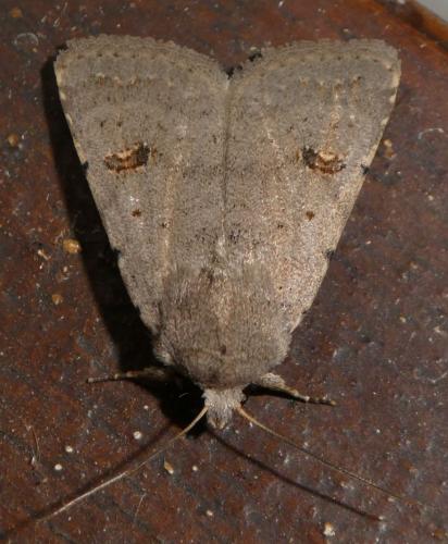 Caradrina kadenii