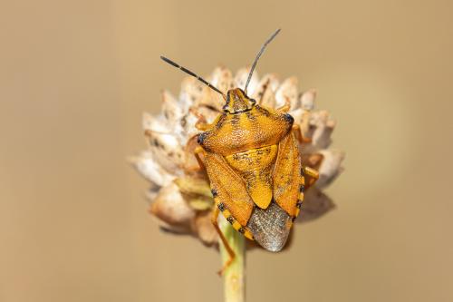 Réf. 267 382 : Carpocoris pudicus