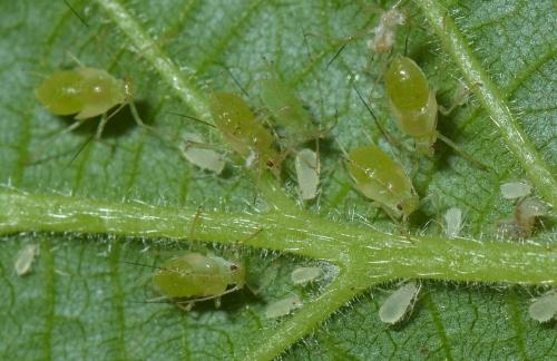 Corylobium avellanae