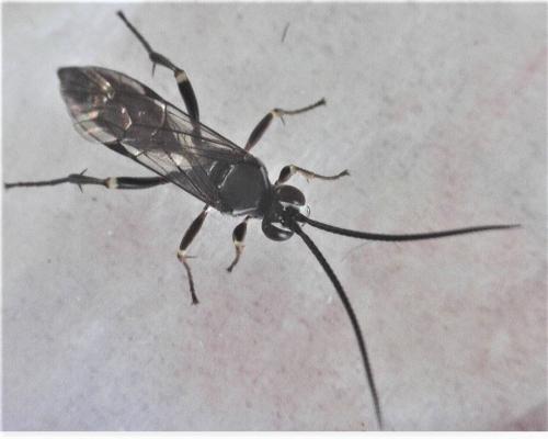 Réf. 267 379 : Hepiopelmus melanogaster
