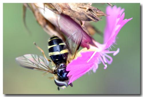 Réf. 267 997 : Dasysyrphus tricinctus