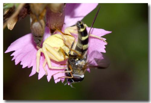 Réf. 267 998 : Dasysyrphus tricinctus