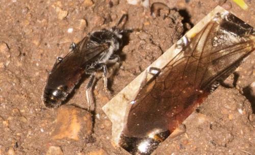 Réf. 267 872 : Lasioglossum sp.
