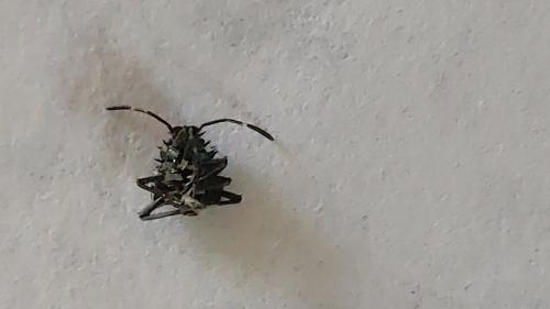 Halyomorpha halys
