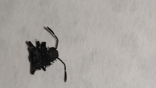 Réf. 267 676 : Halyomorpha halys