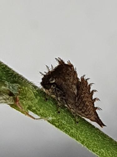 Réf. 267 599 : Stictocephala bisonia