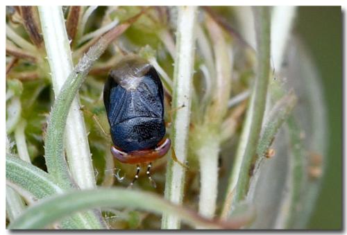 Geocoris erythrocephalus