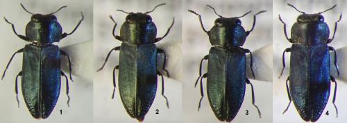 Réf. 267 953 : Anthaxia sp.