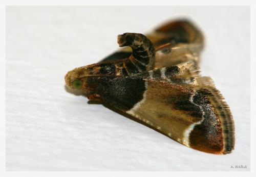 Réf. 267 436 : Pyralis farinalis