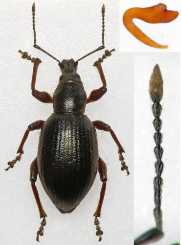 Réf. 267 212 : Otiorhynchus sp.