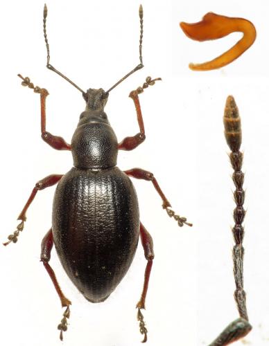 Otiorhynchus sp.