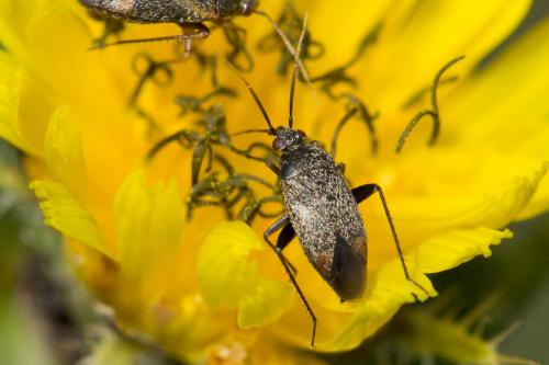 Lepidargyrus ancorifer