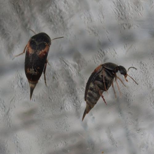 Mordellaria aurofasciata