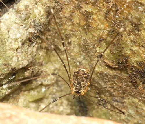 Leiobunum apenninicum