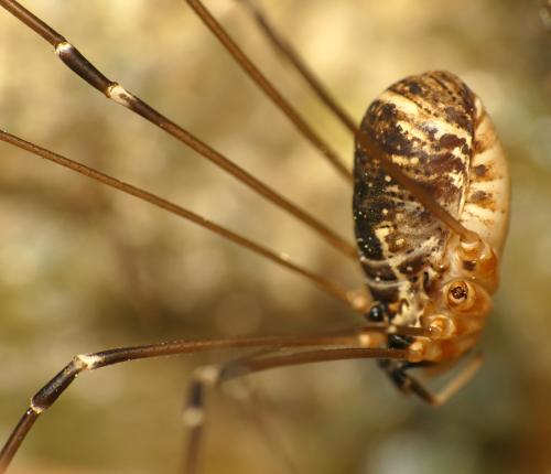 Leiobunum apenninicum
