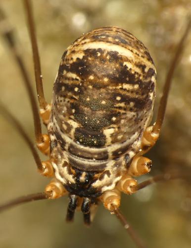 Leiobunum apenninicum