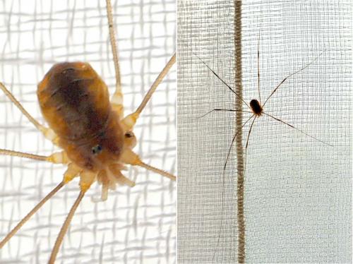 Réf. 267 012 : Opilio canestrinii
