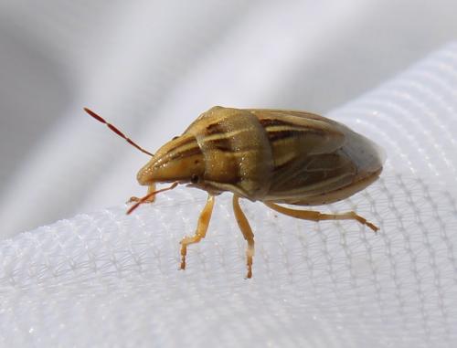 Réf. 267 945 : Aelia rostrata cognata